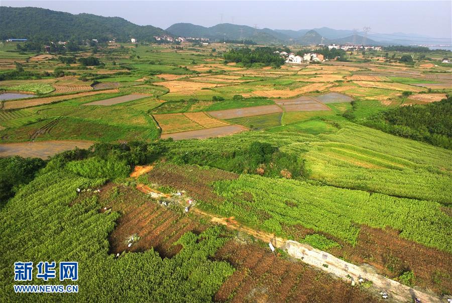 （产业扶贫）（7）蕲艾：一棵小草串起扶贫产业链 