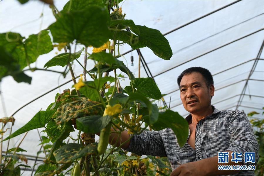 （扶贫攻坚）（4）江西瑞金华屋村：昔日土屋村 今天蔬果园