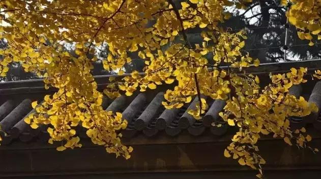 旷古稀世的奇珍宝训——《菜根谭》精选30句