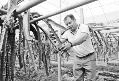 文亨镇引种台湾红肉火龙果40亩