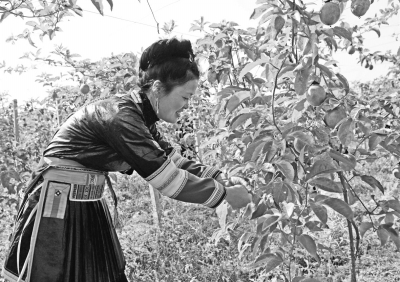 从江县百香果成熟上市