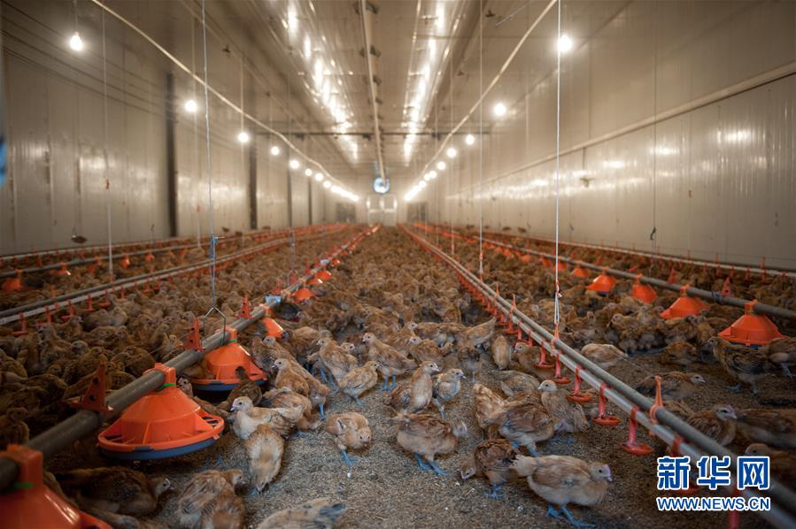 (图文互动)(1)“改”了三次的扶贫补贴办法——安徽霍邱产业扶贫见闻