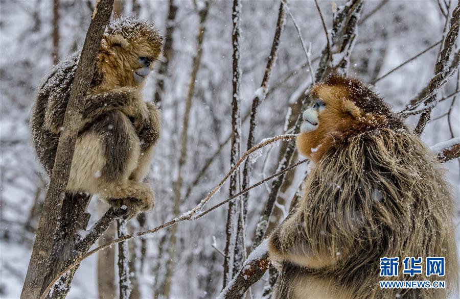 （环境）（6）神农架金丝猴雪趣