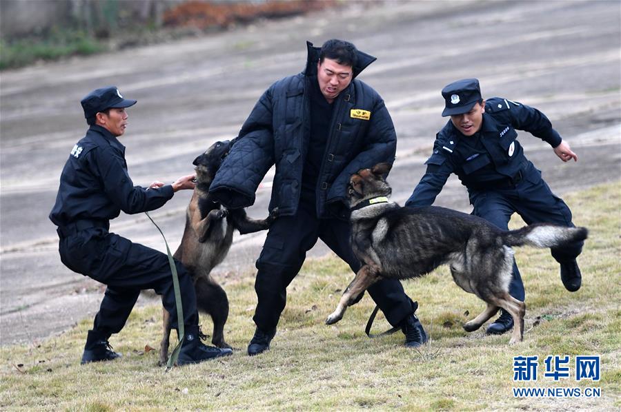 （社会）（4）铁路警犬训练备战春运