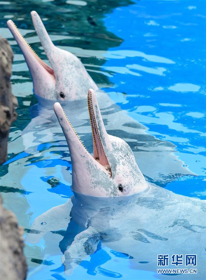 （环境）（2）&ldquo;海上大熊猫&rdquo;中华白海豚亮相珠海