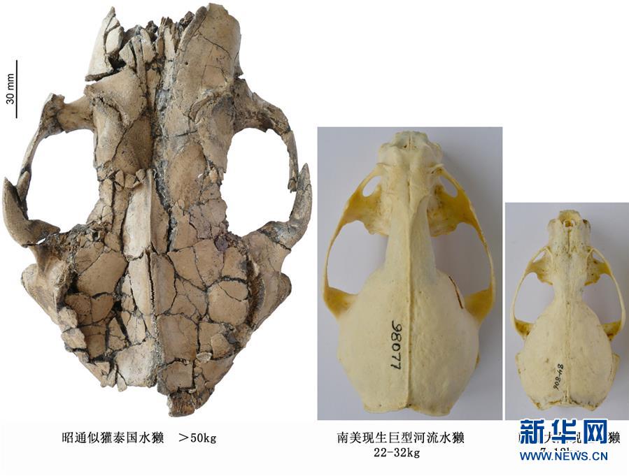 （图文互动）（2）云南昭通发现600万年前巨型水獭新种化石 