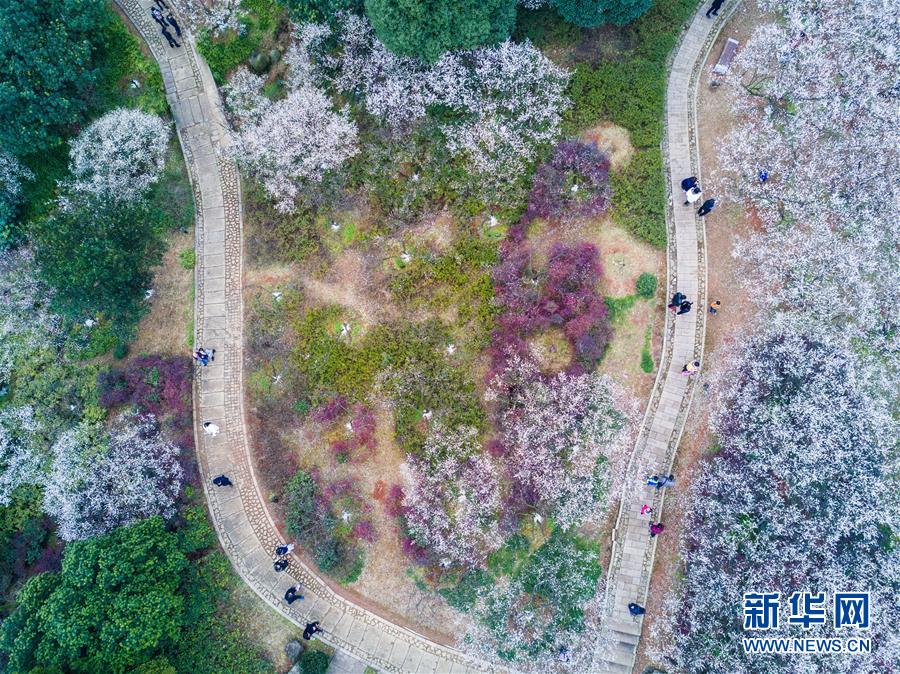 （美丽中国）（1）十里梅花香雪海