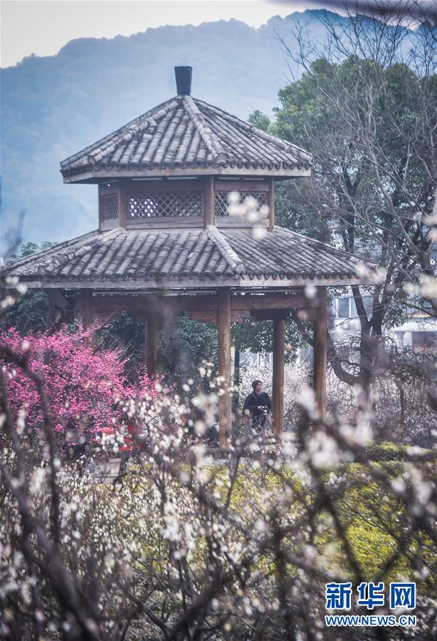 （美丽中国）（3）十里梅花香雪海