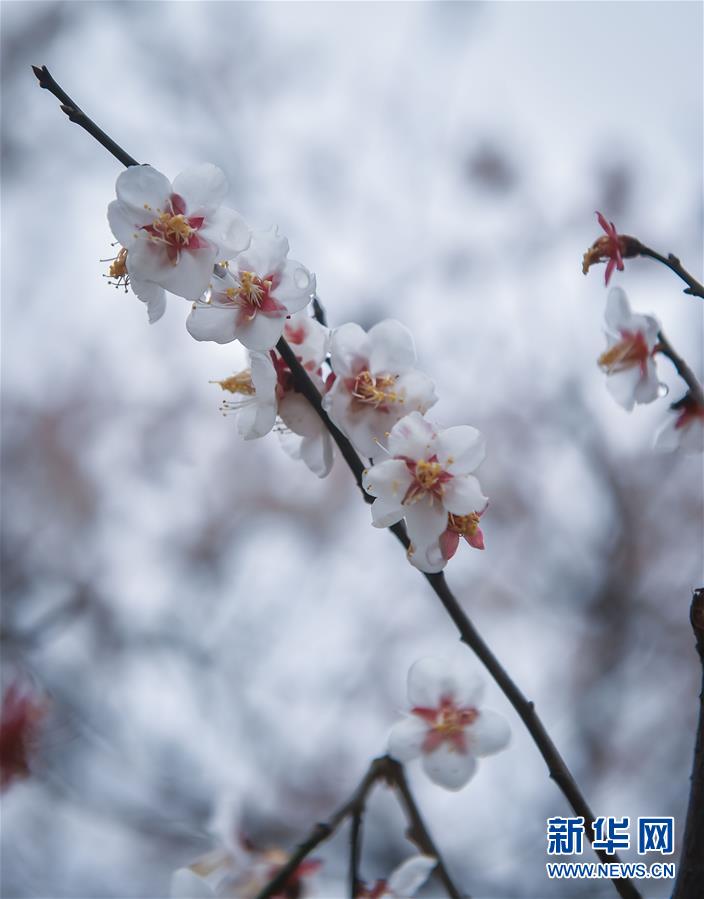（美丽中国）（6）十里梅花香雪海
