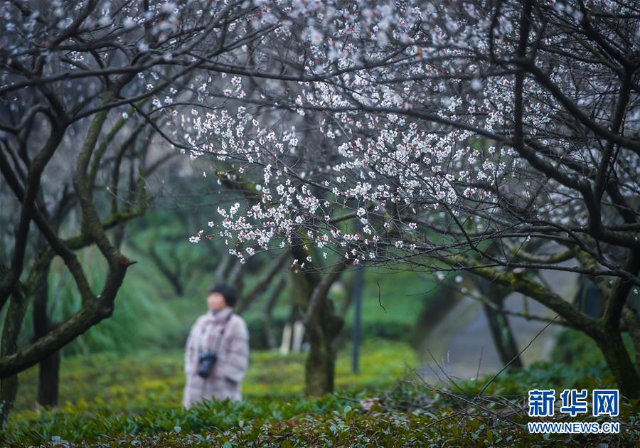（美丽中国）（7）十里梅花香雪海