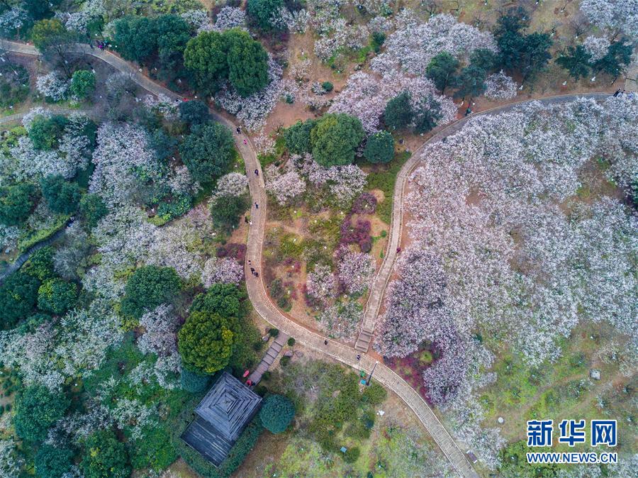 （美丽中国）（9）十里梅花香雪海