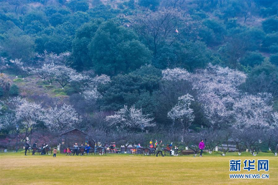 （美丽中国）（11）十里梅花香雪海