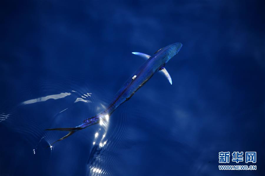 （环境）（7）南海的&ldquo;鲯鳅之舞&rdquo;