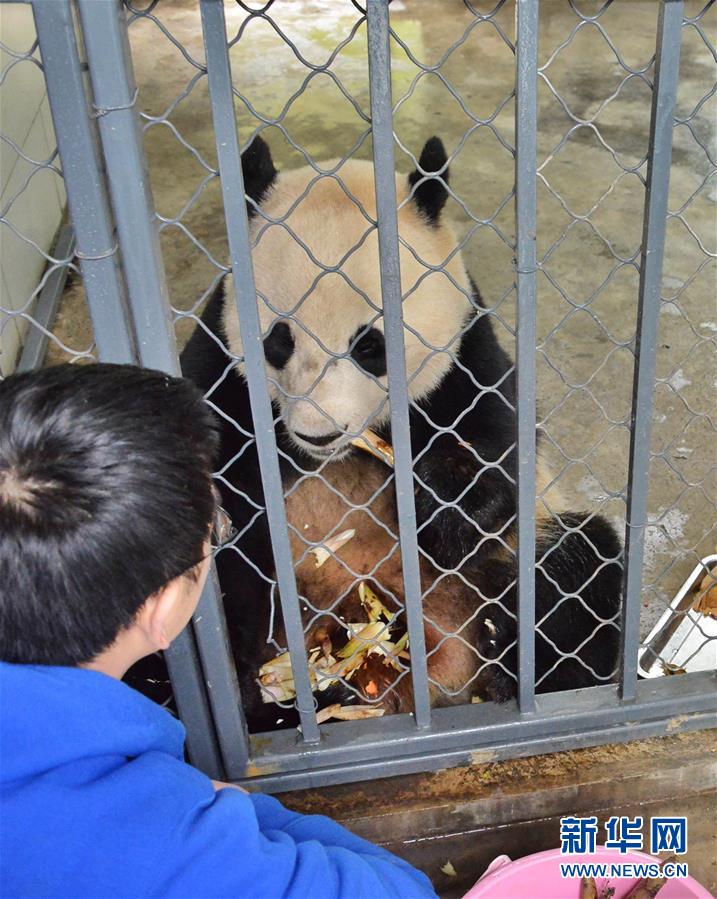 （社會）（2）旅美大熊貓&ldquo;寶寶&rdquo;回國後狀態良好