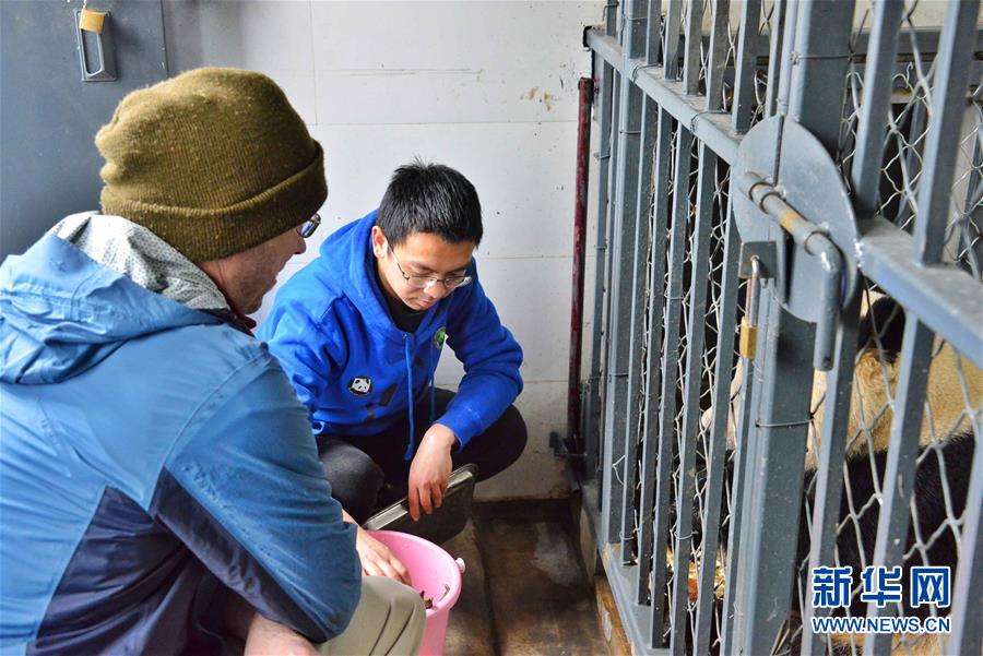 （社會）（3）旅美大熊貓&ldquo;寶寶&rdquo;回國後狀態良好