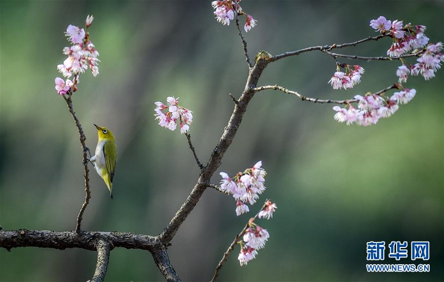 （环境）（3）春鸟闹花枝
