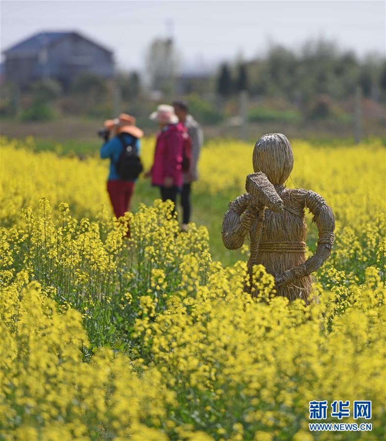（社会）（6）油菜地里的&ldquo;稻草秀&rdquo;