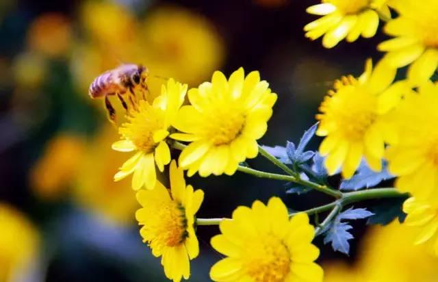 趣读诗词｜谁是诗词中脸皮最厚和眼神最差的人？