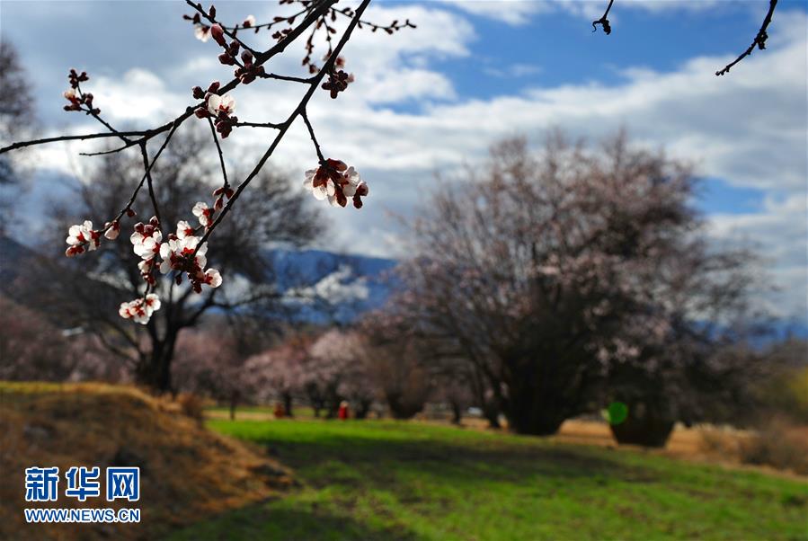 （环境）（2）西藏林芝：&ldquo;桃花村&rdquo;里春来早 
