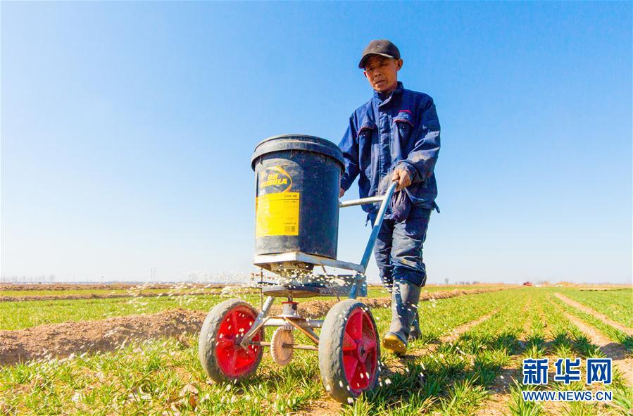 （经济）（2）春回大地麦管忙