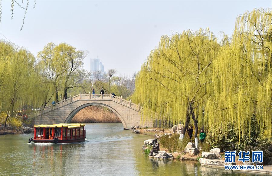 （春季美丽生态）（4）春满大明湖柳色新