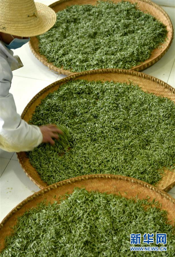 #（经济）（1）湖北宣恩：&ldquo;茶旅融合&rdquo;成扶贫攻坚新名片