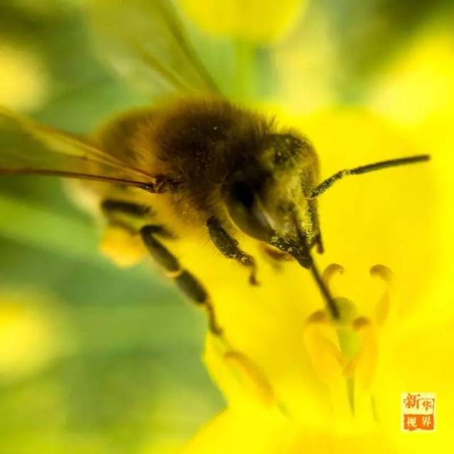 今日春分|燕飞犹个个,花落已纷纷