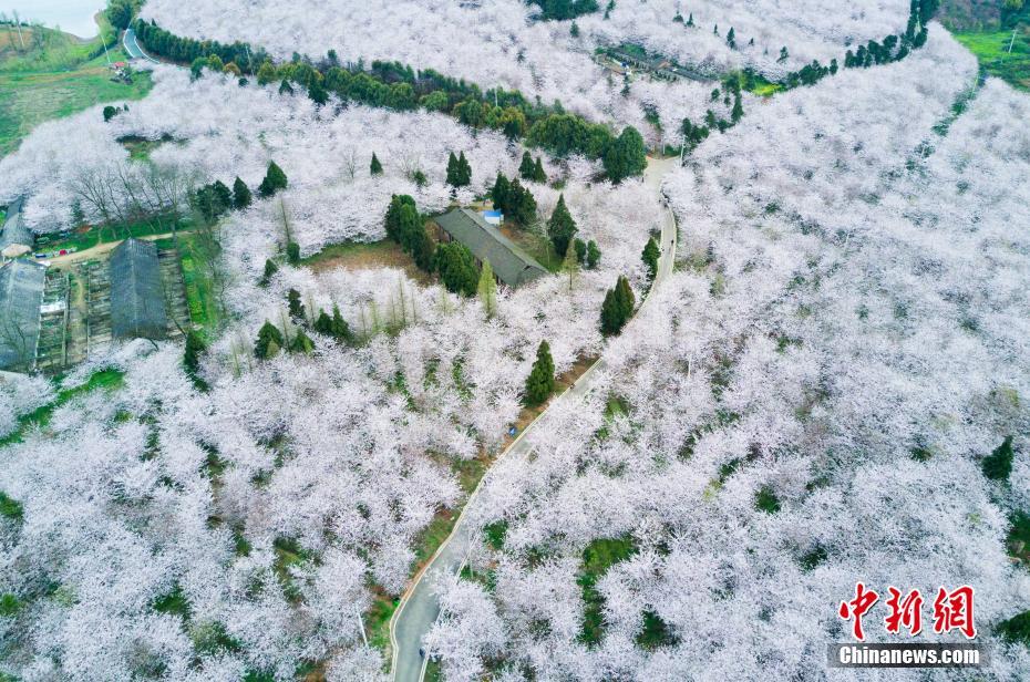 空中鸟瞰贵州贵安新区万亩樱花园