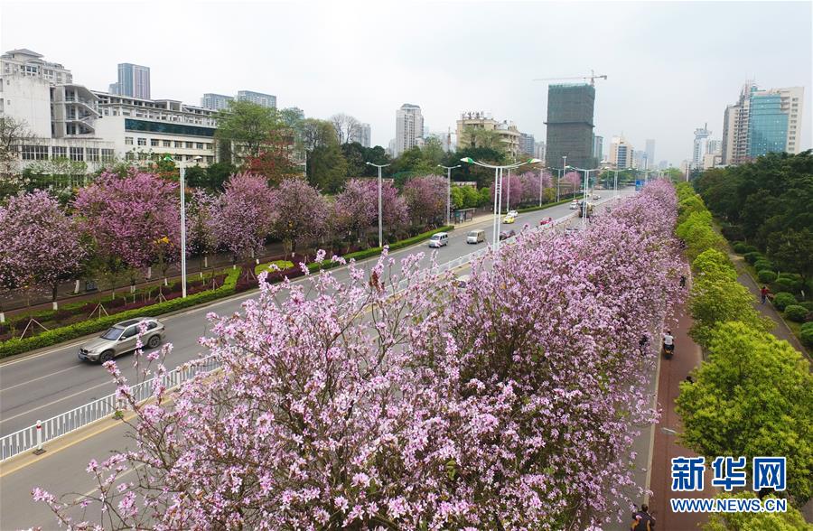 （社会）（3）广西柳州：24万株洋紫荆竞相绽放