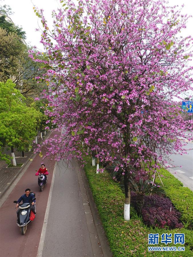 （社会）（6）广西柳州：24万株洋紫荆竞相绽放