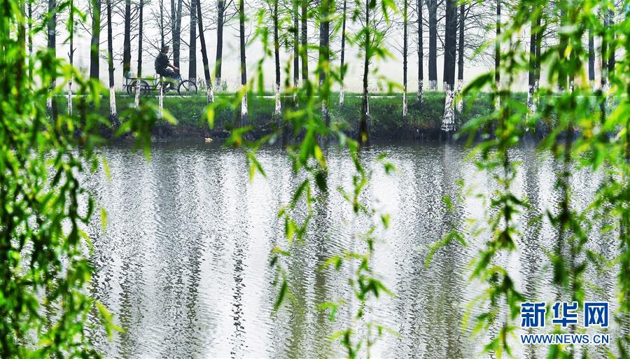 （春季美丽生态）（2）杨柳依依春意闹