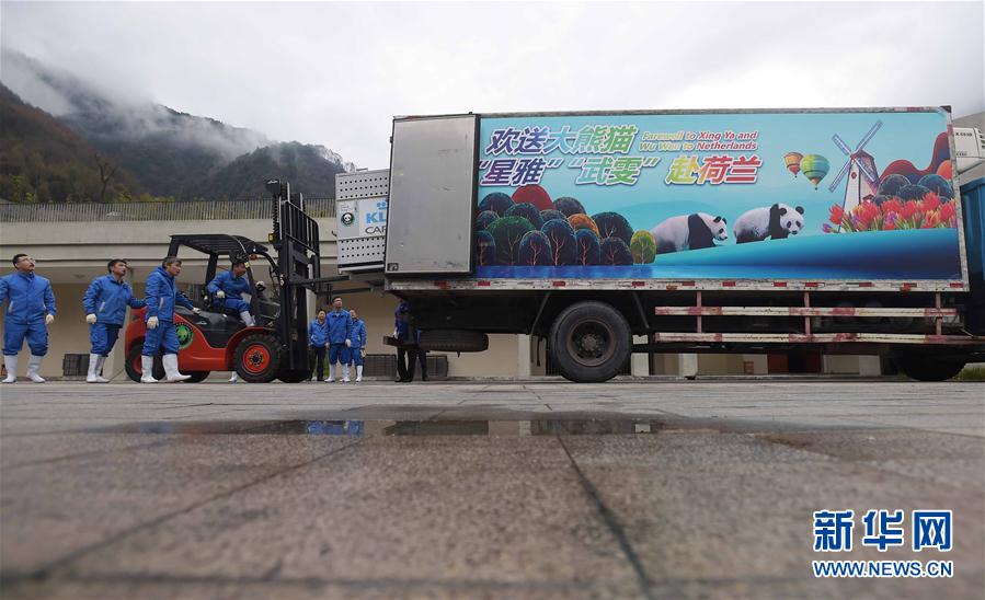 （社会）（1）大熊猫 &ldquo;星雅&rdquo;&ldquo;武雯&rdquo;赴荷兰参加科研合作