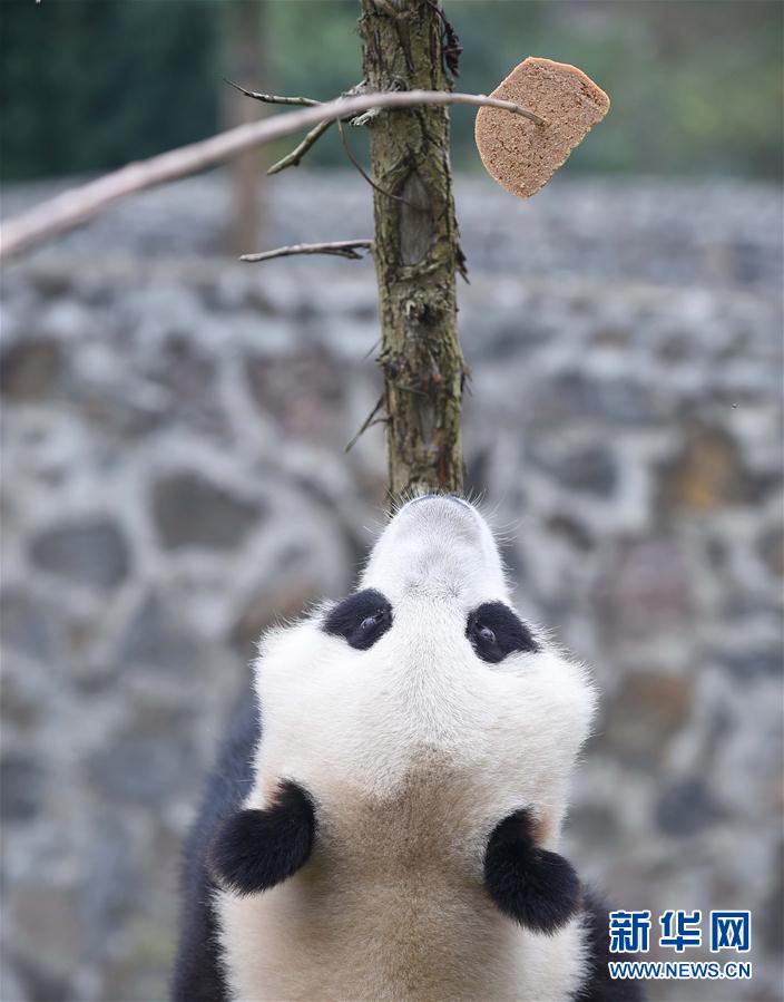 （社会）（10）大熊猫 &ldquo;星雅&rdquo;&ldquo;武雯&rdquo;赴荷兰参加科研合作