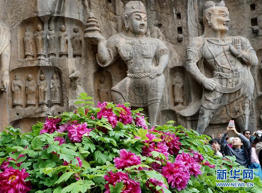 （社会）（3）洛阳龙门牡丹俏