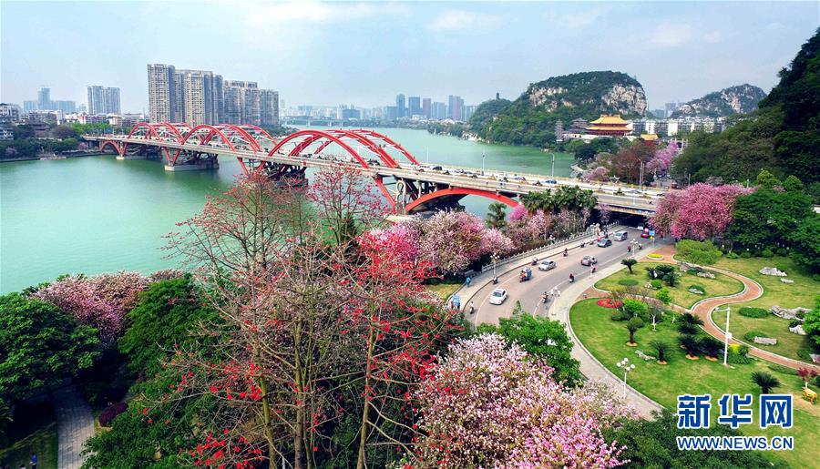 （春季美丽生态）（5）广西柳州：百条街道花成海