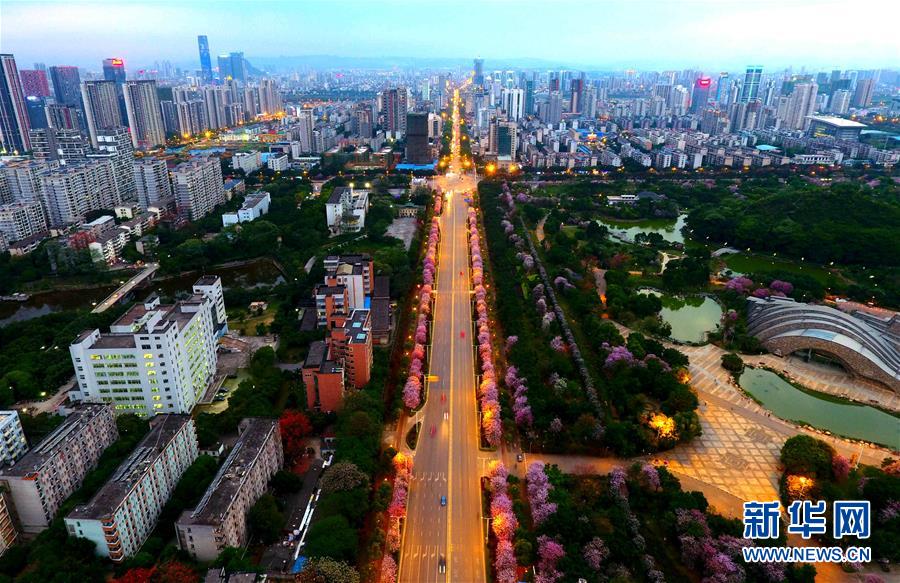 （春季美丽生态）（7）广西柳州：百条街道花成海