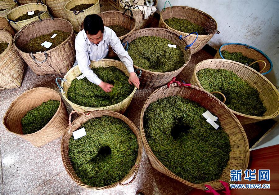 （一带一路&middot;好味道）（1）探秘武夷红茶&mdash;&mdash;&ldquo;金骏眉&rdquo;