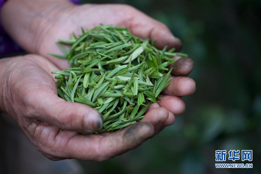 （一带一路&middot;好味道）（9）探秘武夷红茶&mdash;&mdash;&ldquo;金骏眉&rdquo;