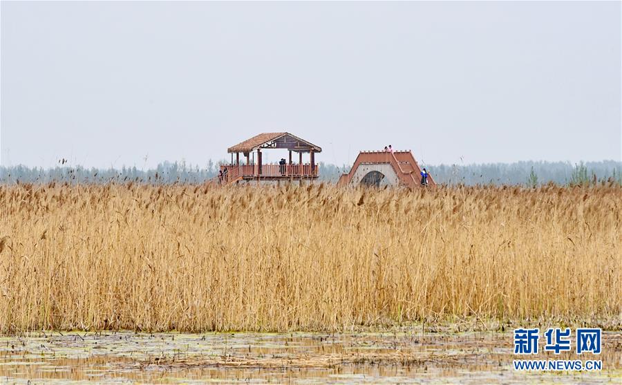 （图文互动）（2）一淀芦苇一淀金&mdash;&mdash;雄安新区踏访记