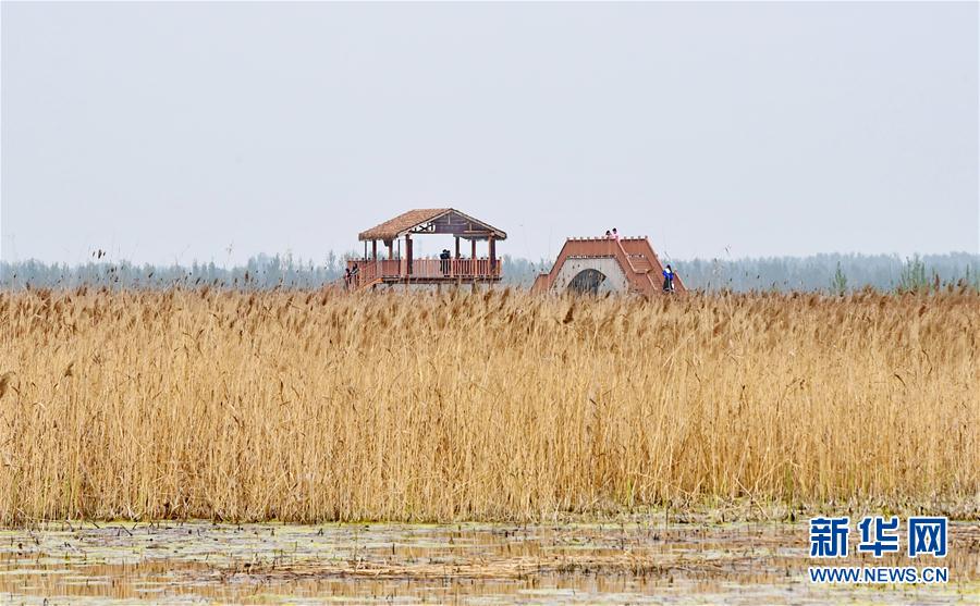 （图文互动）（2）一淀芦苇一淀金&mdash;&mdash;雄安新区踏访记