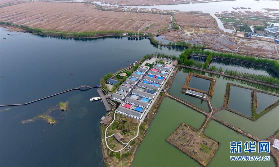 （图文互动）（4）一淀芦苇一淀金&mdash;&mdash;雄安新区踏访记