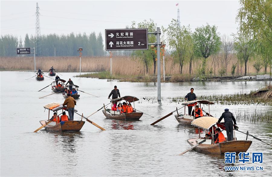 （图文互动）（5）一淀芦苇一淀金&mdash;&mdash;雄安新区踏访记