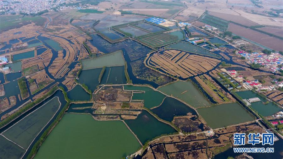（图文互动）（6）一淀芦苇一淀金&mdash;&mdash;雄安新区踏访记
