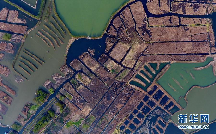 （图文互动）（7）一淀芦苇一淀金&mdash;&mdash;雄安新区踏访记