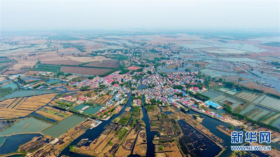 （图文互动）（11）一淀芦苇一淀金&mdash;&mdash;雄安新区踏访记