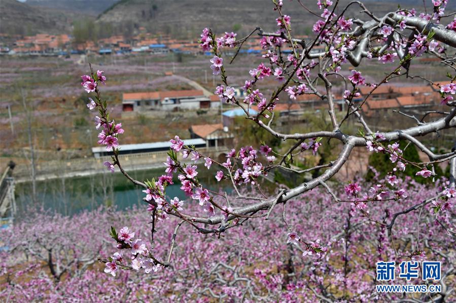 （新华全媒头条&middot;图文互动）（3）十里桃花，如你所愿 