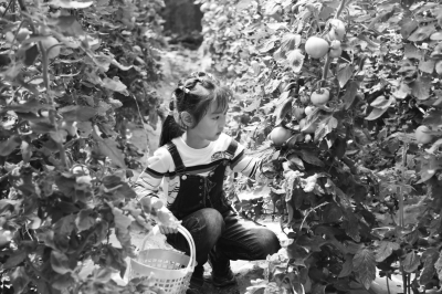 河北肥乡区举办西红柿采摘文化节