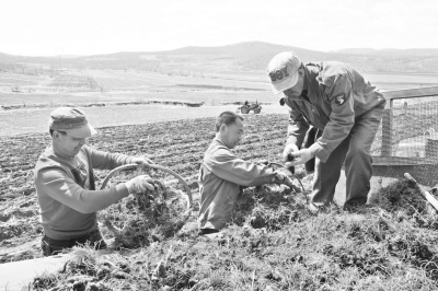 内蒙古扎兰屯市驯化野生苍术成功