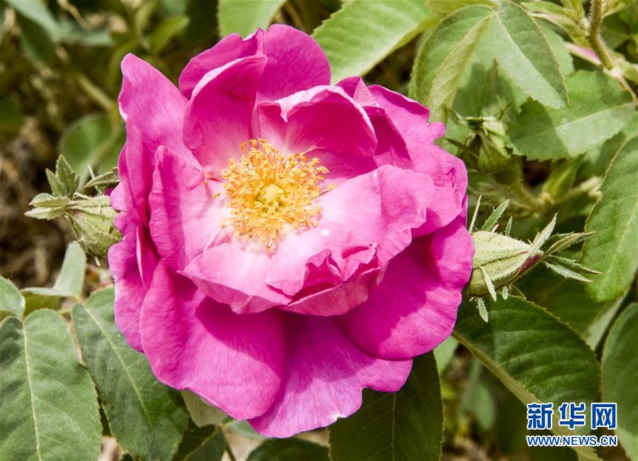 （一带一路&middot;好买卖）（8）大马士革玫瑰成脱贫&ldquo;幸福之花&rdquo;