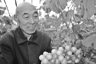 朱庄村藤稔葡萄大丰收